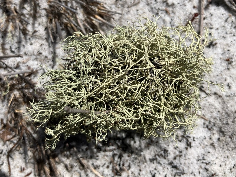 Cup Lichen