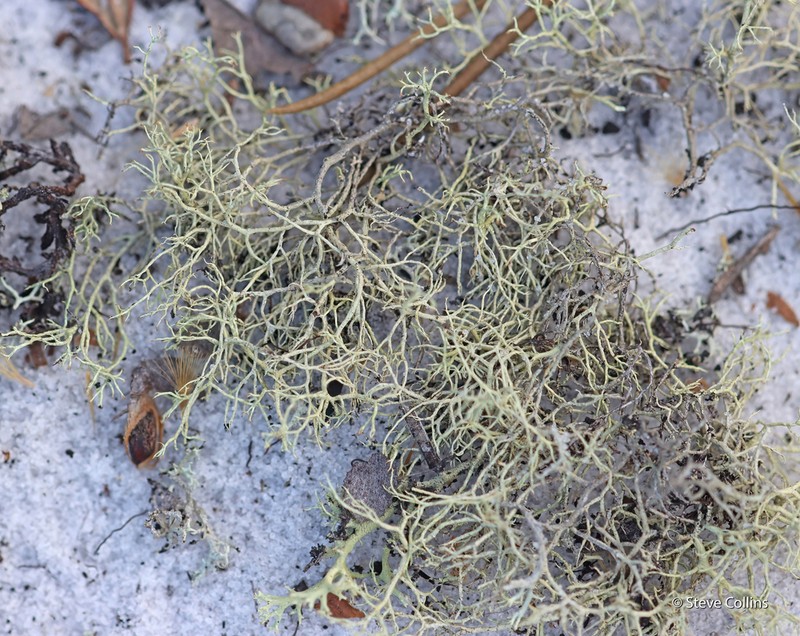 Cup Lichen photo 2