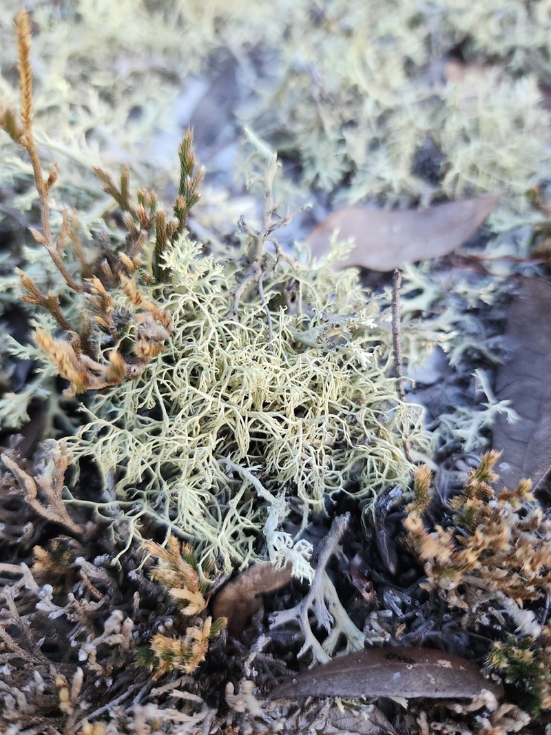 Cup Lichen photo 3
