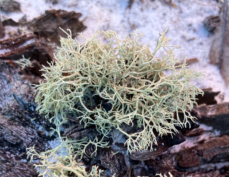 Cup Lichen photo 4