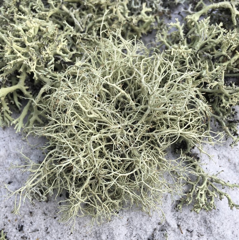 Cup Lichen photo 5