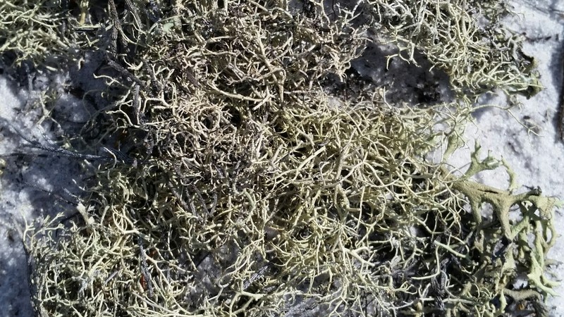 Cup Lichen photo 6