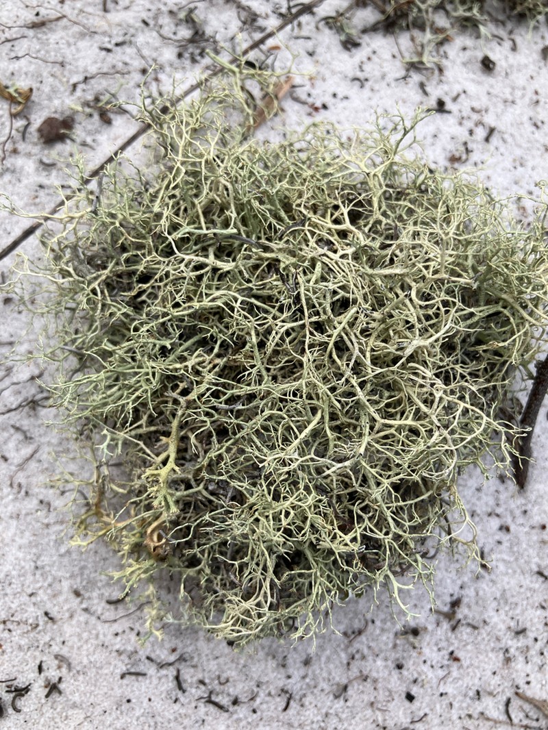 Cup Lichen photo 7