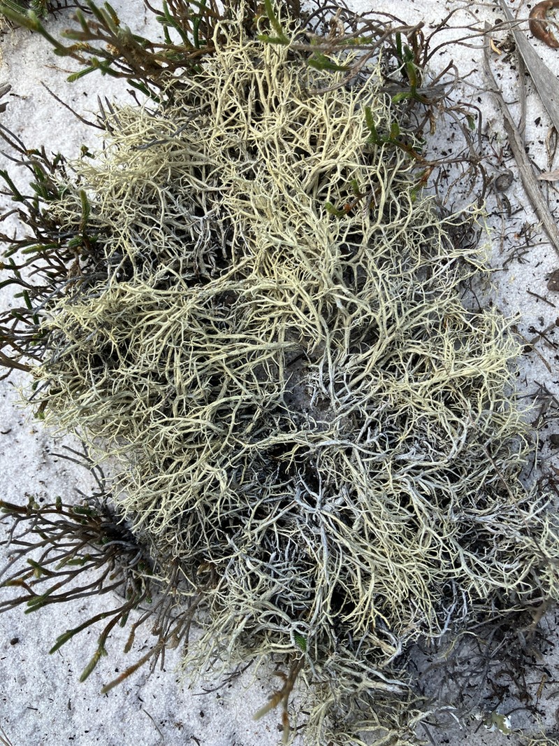 Cup Lichen photo 8