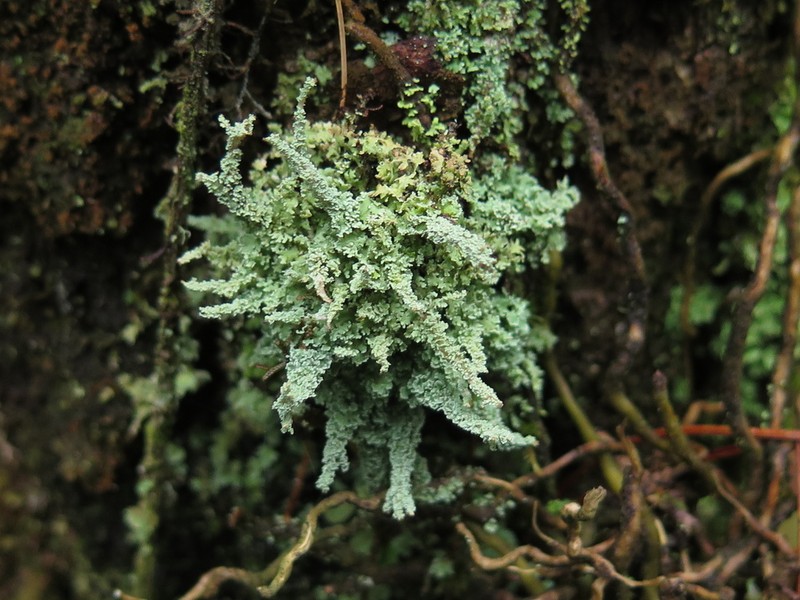Cup Lichen