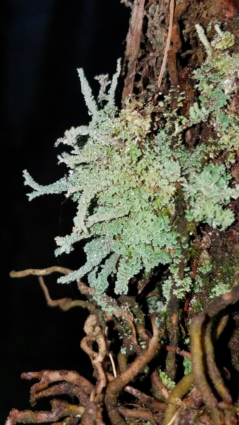 Cup Lichen photo 2