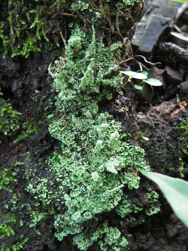 Cup Lichen photo 3