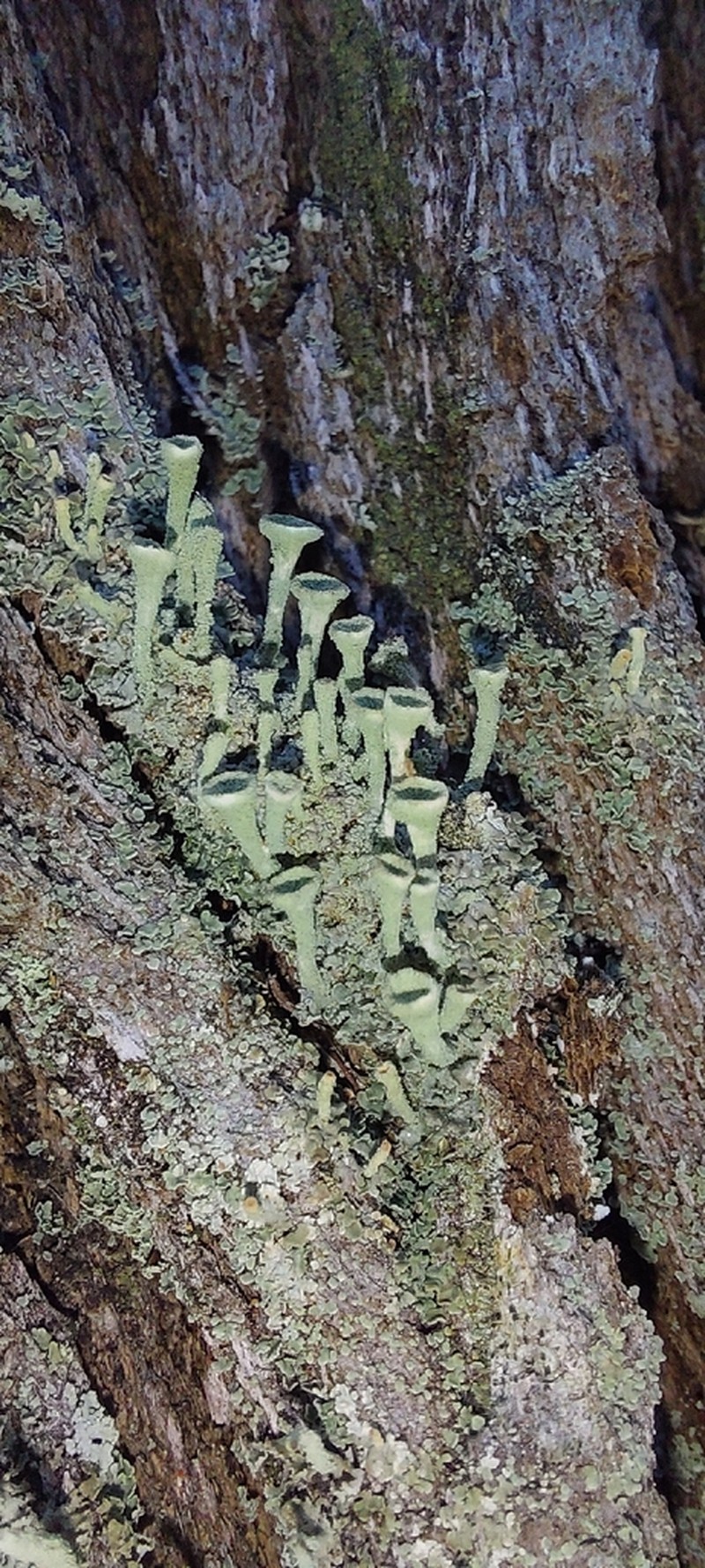 Cup Lichen photo 4