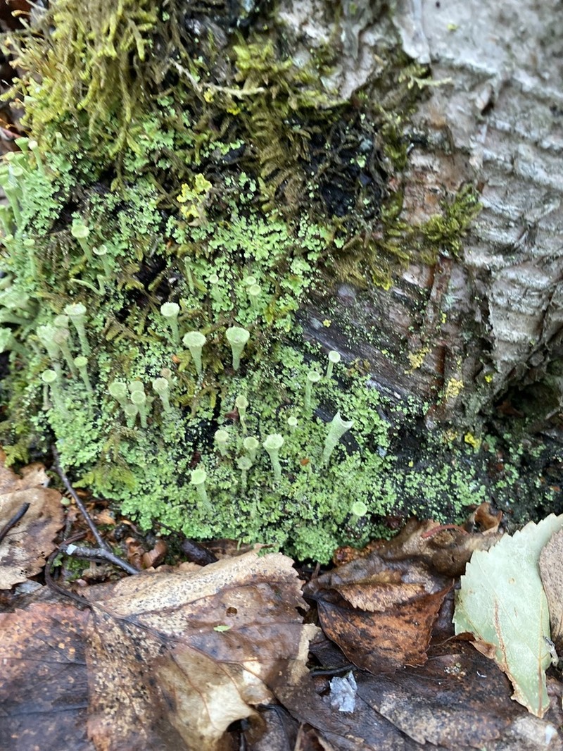 Cup Lichen photo 5