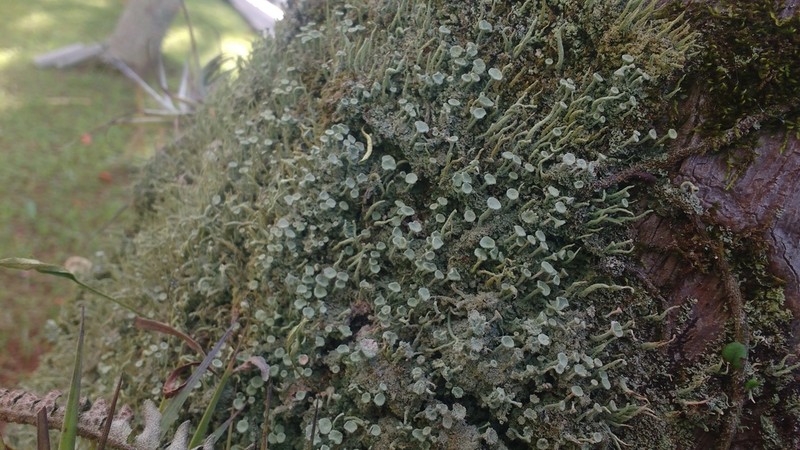 Cup Lichen photo 6