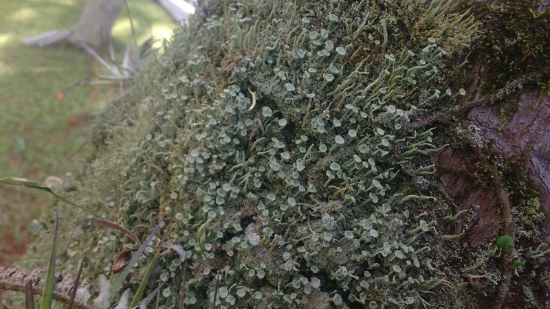Cup Lichen photo 7