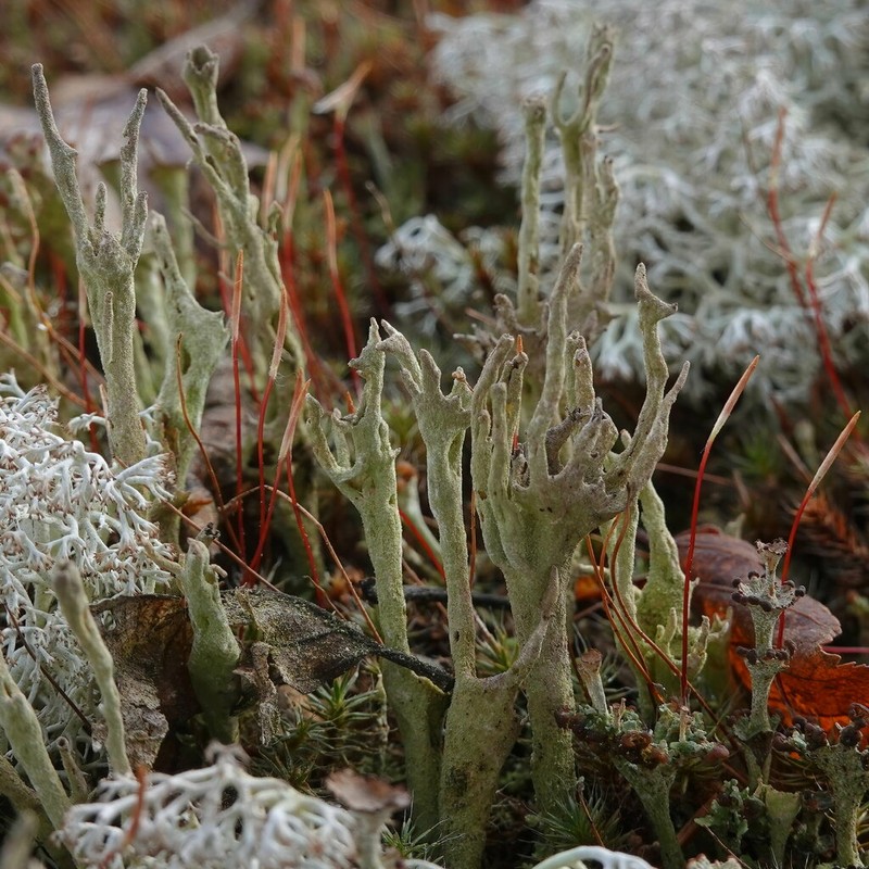 Cup Lichen