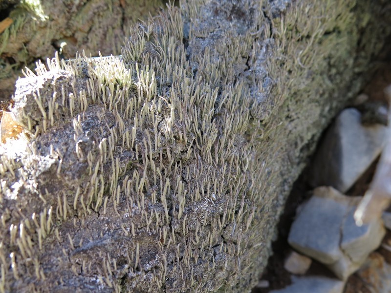Cup Lichen photo 2