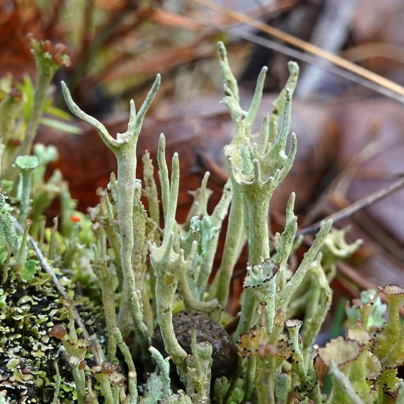 Cup Lichen photo 3