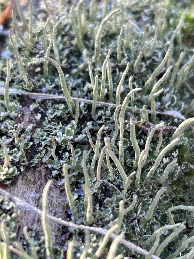 Cup Lichen photo 4