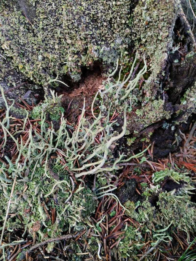 Cup Lichen photo 5