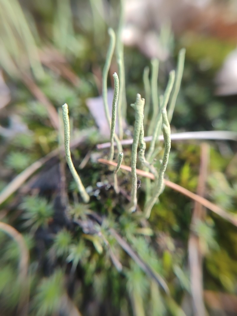 Cup Lichen photo 6