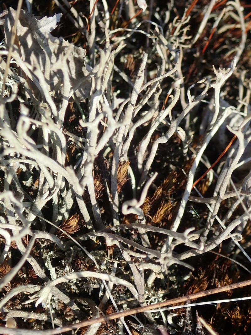 Cup Lichen photo 7