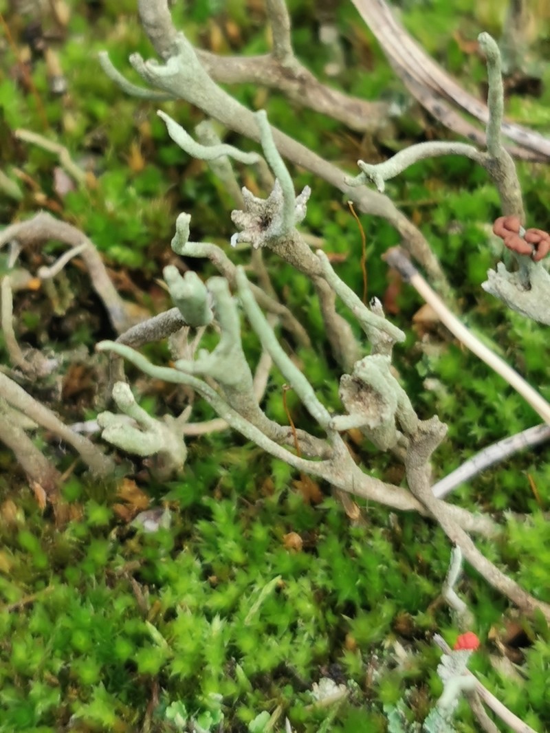 Cup Lichen photo 8