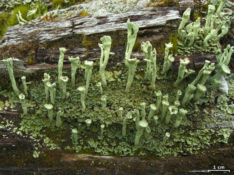 Sulphur Cup Lichen