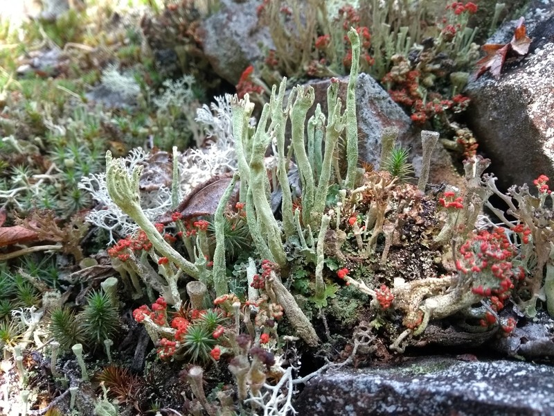 Sulphur Cup Lichen