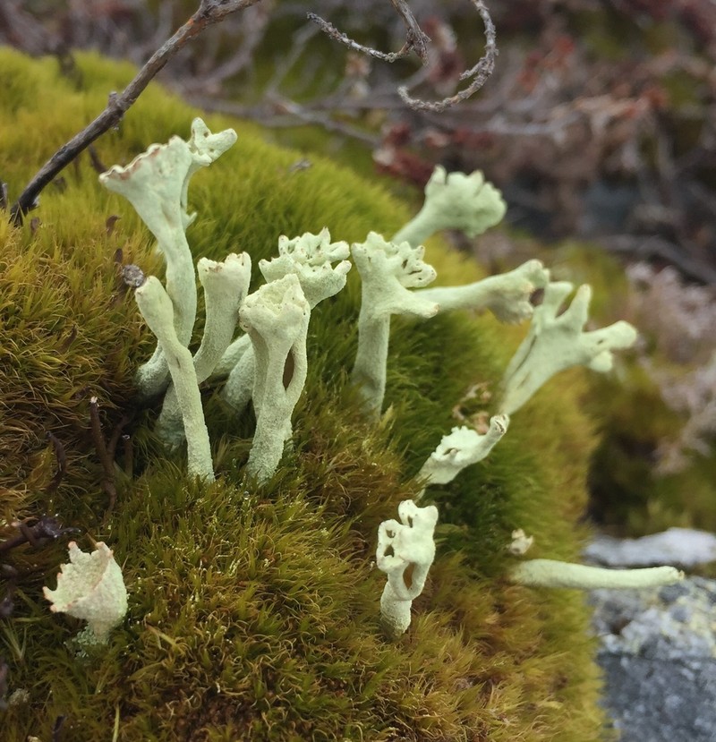 Sulphur Cup Lichen photo 2