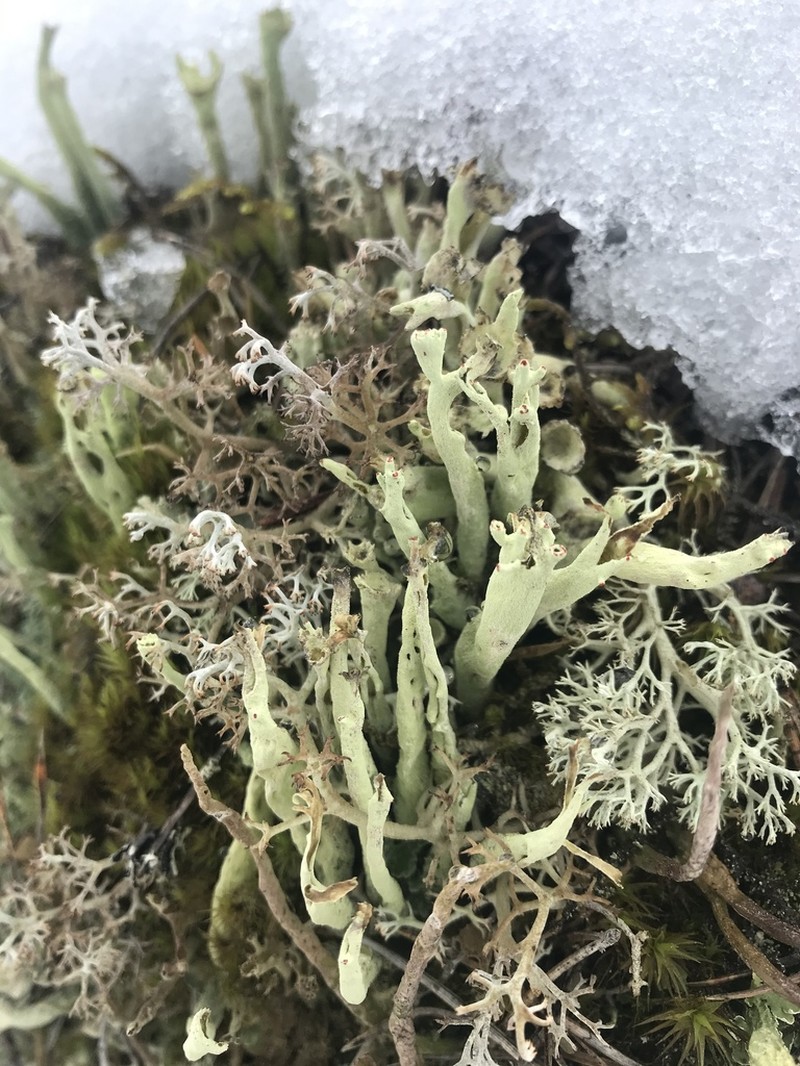 Sulphur Cup Lichen photo 3