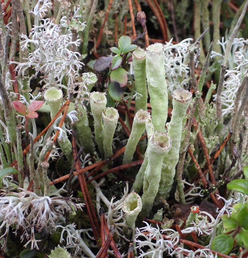 Sulphur Cup Lichen photo 4