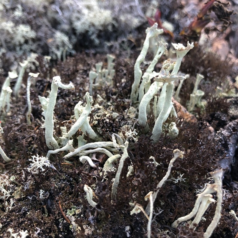 Sulphur Cup Lichen photo 5