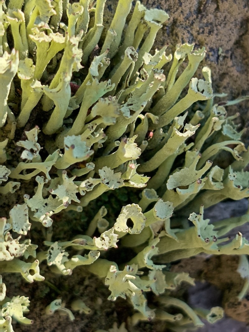 Sulphur Cup Lichen photo 6
