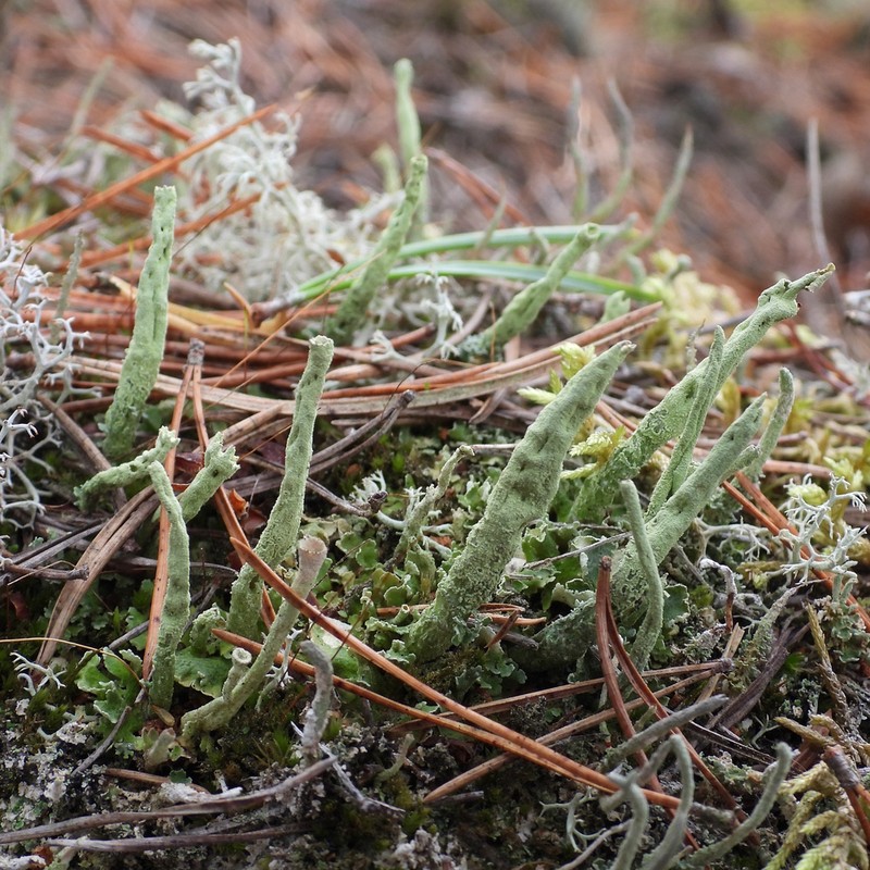 Sulphur Cup Lichen photo 7
