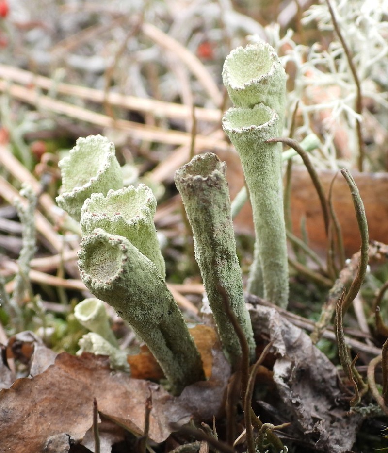 Sulphur Cup Lichen photo 8