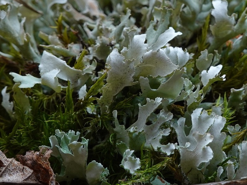 Cup Lichen