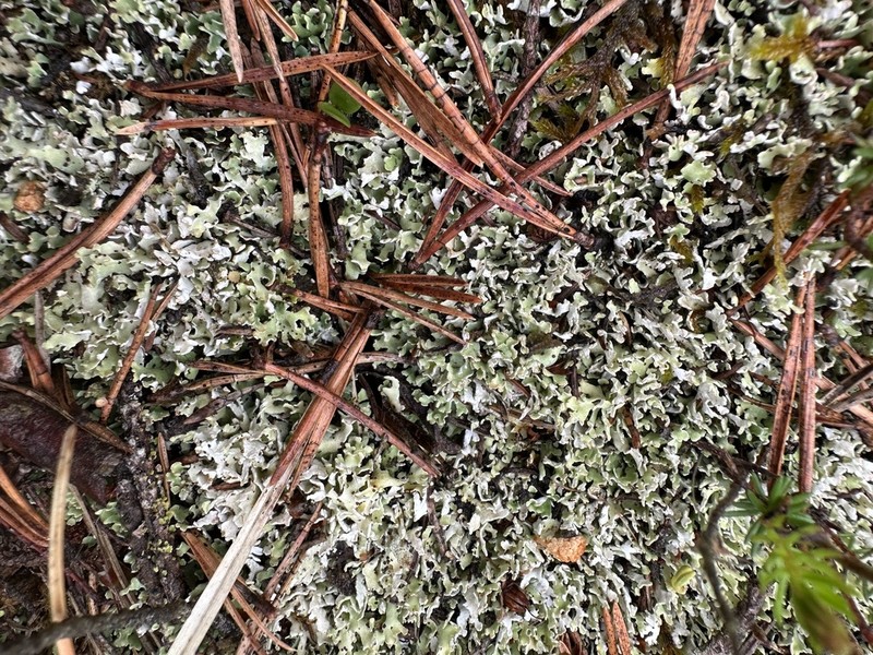 Cup Lichen photo 2