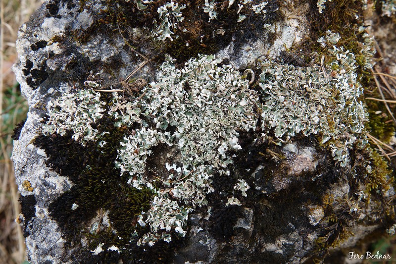 Cup Lichen photo 3