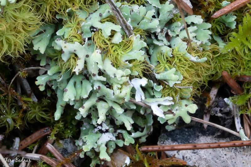 Cup Lichen photo 4