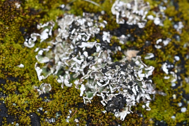 Cup Lichen photo 5