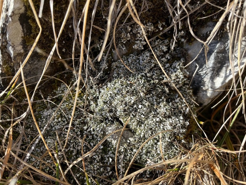 Cup Lichen photo 6