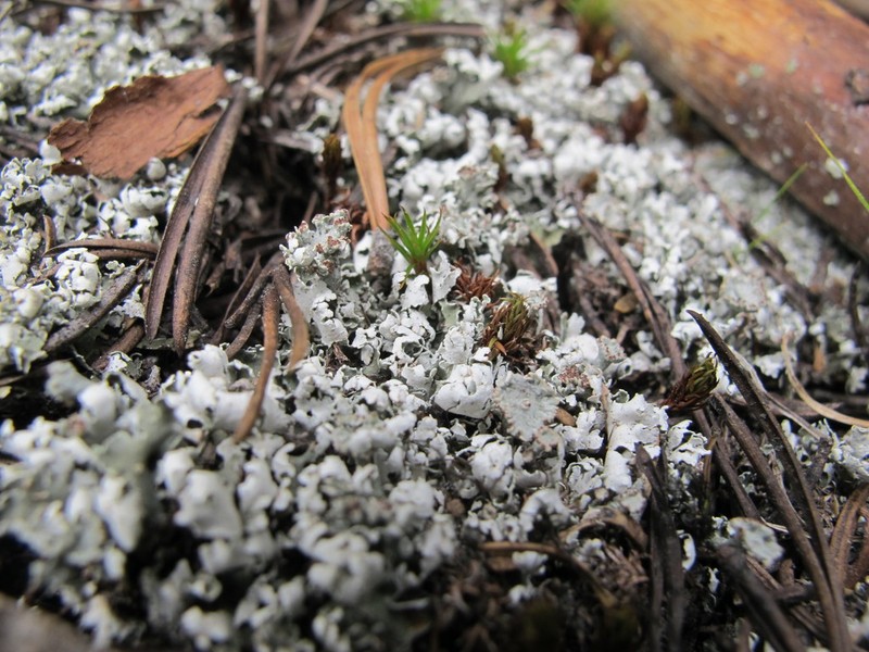 Cup Lichen photo 7