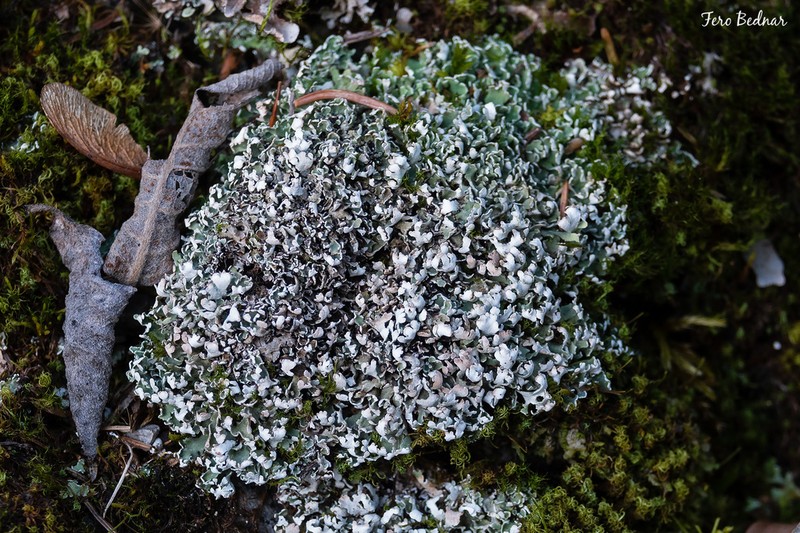 Cup Lichen photo 8