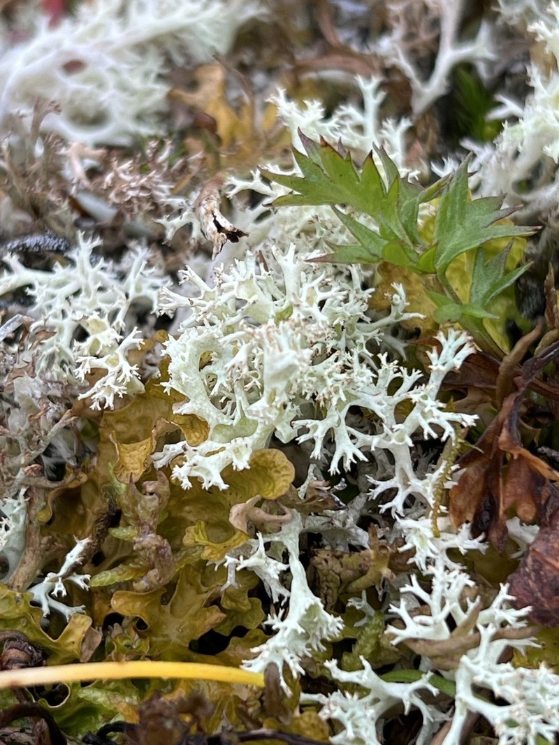 Thomson's Cup Lichen