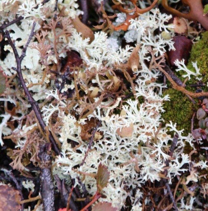 Thomson's Cup Lichen photo 2