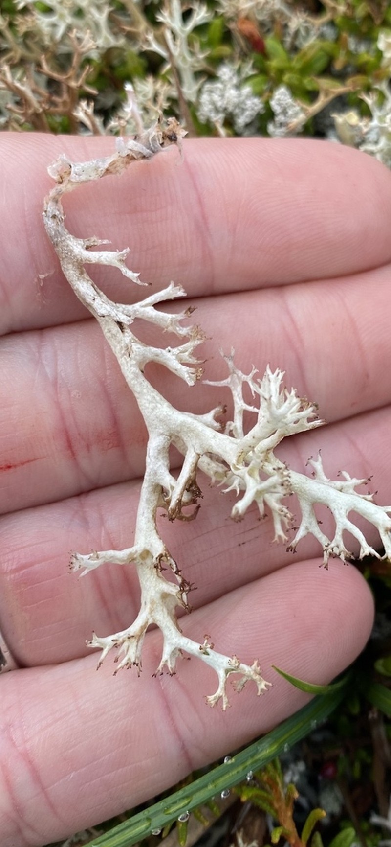 Thomson's Cup Lichen photo 3