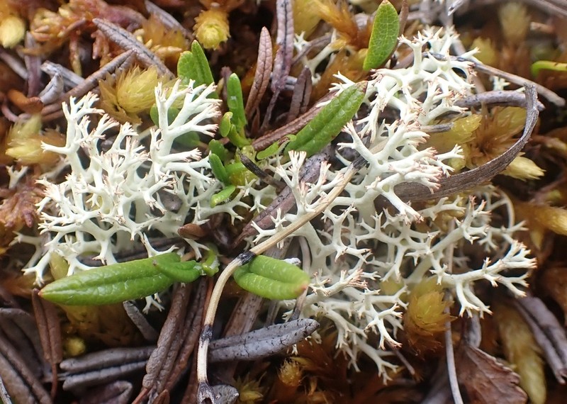 Thomson's Cup Lichen photo 4