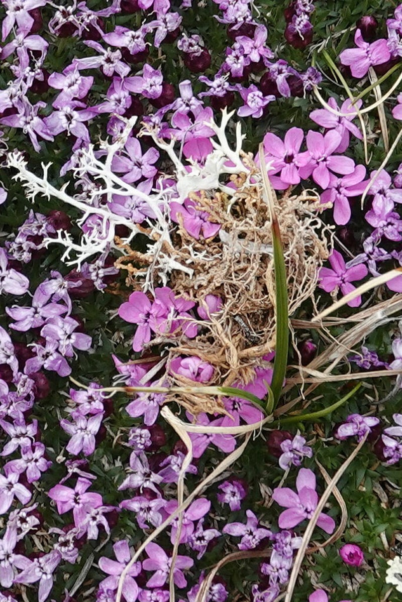 Thomson's Cup Lichen photo 5