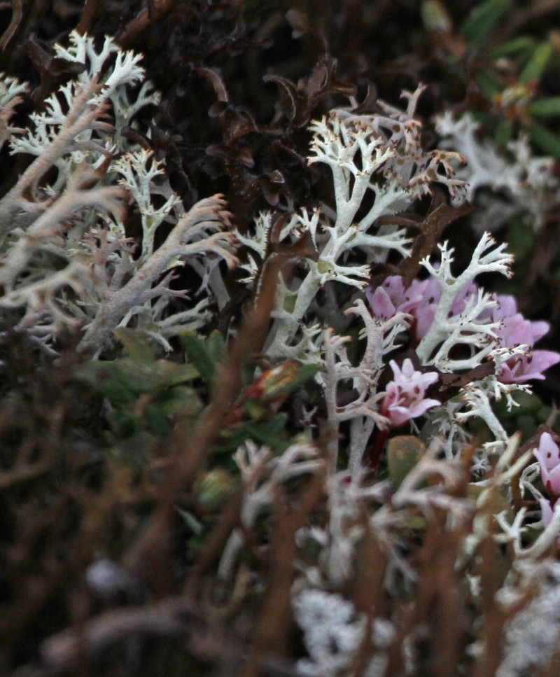 Thomson's Cup Lichen photo 6