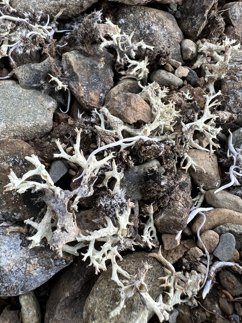 Thomson's Cup Lichen photo 7