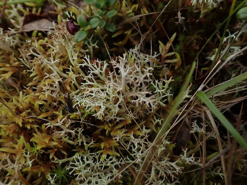 Thomson's Cup Lichen photo 8
