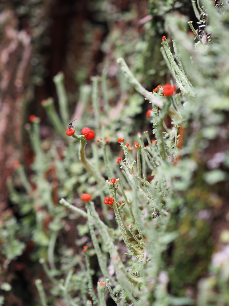 Transcend Cup Lichen