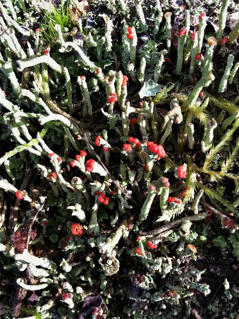 Transcend Cup Lichen photo 2